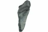 Partial Megalodon Tooth - South Carolina #226553-1